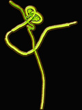 Ebola Virus, TEM Photographic Print by  Science VU