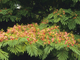 Silk Tree (Albizia Julibrissin) in Flower Photographic Print by  Consumer Institute/NSIL