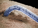 Staple Close Up, SEM X35 Photographic Print by  Boston Museum of Science