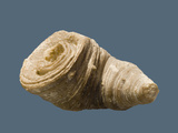 Fossil Rugose Coral, (Cystiphyllum Anericanum) Devonian, Thetford Photographic Print by  Scientifica