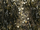 Spiral Wrack (Fucus Spiralis), Periwinkle (Littorina Littorina) and Barnacles, Acadia National Park Photographic Print by  Scientifica