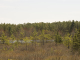 Ponemah Bog with Floating Areas of Sphagnum Moss Photographic Print by  Scientifica