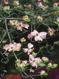 Flowering Dogwood in Bloom (Cornus Florida Forma Rubra), Cherokee Chief Variety Photographic Print by  Consumer Institute/NSIL