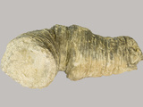 Fossil Coral (Cystiphyllum) Hamilton Beds, Devonian Photographic Print by  Scientifica