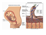 Normal Anatomy of the Placenta Orientation of the Fetus in Utero Giclee Print by  Nucleus Medical Art