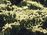 Kousa Dogwood in Bloom (Cornus Kousa Chinensis), The Bracts Mature From Green To White, Then Pink Photographic Print by  Consumer Institute/NSIL