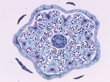 Cross-Section of the Floral Bud of a Blueberry (Vaccinium) Showing Anthers, LM X9 Photographic Print by  Biodisc