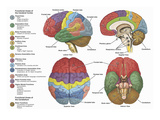 Brain from Four Different Views Using Color-Coding to Show the Anatomy and Functional Areas Giclee Print by  Nucleus Medical Art