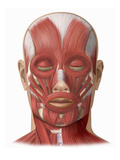 Illustration of the Human Face Muscles Showing the Following: Frontalis, Orbicularis Oculi Giclee Print by  Nucleus Medical Art