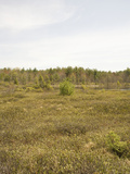 Ponemah Bog Is a Three-Acre Pond Surrounded by Floating Sphagnum Mat Photographic Print by  Scientifica