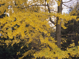 Ginkgo or Maidenhair Tree (Ginkgo Biloba) with Fall Leaves Photographic Print by  Consumer Institute/NSIL