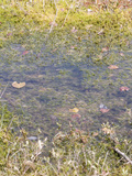 Wet Sphagnum Moss Bog Habitat, Ponemah Bog, Amherst, New Hampshire, USA Photographic Print by  Scientifica