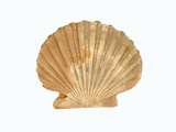 Chesapecten Nefrens, Miocene, Calvert County, Maryland, Specimen Courtesy Jmu Mineral Museum Photographic Print by  Scientifica