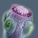 The Scolex of the Dog Tapeworm (Taenia) Showing the Hooks and Suckers Photographic Print by  Boston Museum of Science