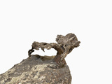 Native Copper (Cu) Photographie par  Scientifica