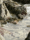 Spiral Wrack (Fucus Spiralis), Periwinkle (Littorina Littorina) and Barnacles, Acadia National Park Photographie par  Scientifica