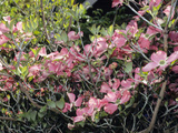 Flowering Dogwood in Bloom (Cornus Florida Forma Rubra), Cherokee Chief Variety Photographic Print by  Consumer Institute/NSIL