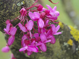 Judas Tree (Cercis Siliquastrum) Cauliflorous Flowers Photographic Print by  Consumer Institute/NSIL