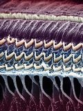 Hair Cells in a Mammal Cochlea, the Portion of the Inner Ear That Is Responsible for Hearing Photographic Print by  Kessel & Kardon