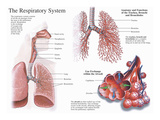 Illustration of the Anatomy of the Human Respiratory System and Lungs Giclee Print by  Nucleus Medical Art