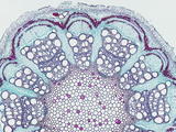 Cross-Section of a Clematis Stem, LM X6 Photographic Print by  Biodisc
