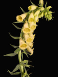 Foxglove Plant (Digitalis Grandiflora) Photographic Print by  Scientifica