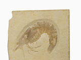 Fossil Shrimp Penaeus Speciosus) Jurrasic, Nesozoic Crustacean, Solnhofen, Bavaria Photographic Print by  Scientifica