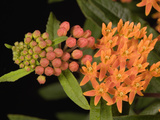 Butterfly Weed (Asclepias Tuberosa) Photographie par  Scientifica