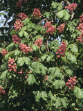 Red Horse-Chestnut Flowers (Aesculus X Carnea), Briotii Variety Photographic Print by  Consumer Institute/NSIL