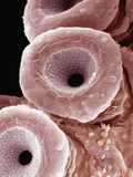 Suckers of the Red Octopus (Octopus Rubescens), SEM X1400 Photographic Print by  Science VU