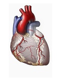 This Anterior Illustration of the Heart Depicts the Aorta, Vencava, and Coronary Arteries Giclee Print by  Nucleus Medical Art