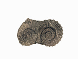 Ammonite Fossil, Peru Photographic Print by  Scientifica