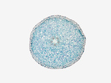 Cross-Section of a Buttercup (Ranunculus) Young Root, LM X10 Photographic Print by  Scientifica