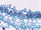 Cross-Section of a Liverwort Thallus (Marchantia), LM Photographic Print by  Triarch