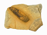 Seed Fern Fossil, Pennsylvanian Age, Kansas, USA Photographic Print by  Scientifica