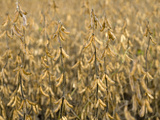 Soybeans, Iowa Photographic Print by  Scientifica