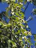 Dove Ttree (Davidia Involucrata) Photographic Print by  Consumer Institute/NSIL