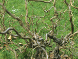 Twisted Stems of Hazel or Filbert (Corylus Avellana), Contorta Variety Often Called Walking Stick Photographic Print by  Consumer Institute/NSIL