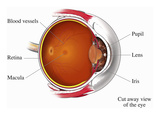 Illustration of the Primary Anatomy of the Right Eye Shown from a Lateral Para-Sagittal Giclee Print by  Nucleus Medical Art