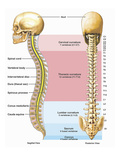 Illustration of the Anatomy of the Human Spine or Vertebral Column Giclee Print by  Nucleus Medical Art