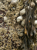 Spiral Wrack (Fucus Spiralis), Periwinkle (Littorina Littorina) and Barnacles, Acadia National Park Photographic Print by  Scientifica