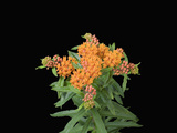 Butterfly Weed Flowers (Asclepias Tuberosa) Photographie par  Scientifica
