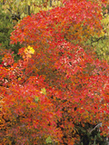 Autumn Foliage of the Eurasian Smoketree (Cotinus Coggygria) Photographic Print by  Consumer Institute/NSIL