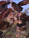 European Copper Beech Flowers and Leaves (Fagus Sylvatica Forma Purpurea) Photographic Print by  Consumer Institute/NSIL