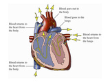 Illustration of an Anterior (Front) Cut-Away View of the Heart Giclee Print by  Nucleus Medical Art
