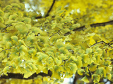 Leaves of the Ginkgo or Maidenhair Tree (Ginkgo Biloba) Turning Color in the Fall Photographic Print by  Consumer Institute/NSIL