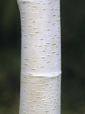 Bark of the Himalayan or White-Barked Birch (Betula Utilis Jacquemontii), Silver Shadow Variety Photographic Print by  Consumer Institute/NSIL
