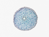 Cross-Section of a Buttercup (Ranunculus) Young Root, X10 Photographic Print by  Scientifica