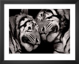 Sleeping Tigers Posters by Marina Cano