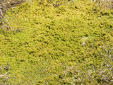 Sphagnum Moss, Ponemah Bog, Amherst, New Hampshire, USA Photographic Print by  Scientifica